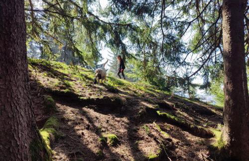 Sonnen-Juwel - Hallenbad, Sauna-2 getrennte Schlafbereiche, inklusive Bettwäsche, Handtücher, tolle Kinderausstattung - Foto 37