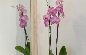 Doukas Caldera Suites - Foto 25