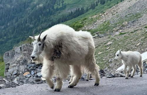 Glacier Mirador-A Fortress overlooking the Rockies Part of the Glacier Ridge Vacation Rentals - Foto 28