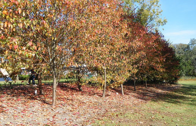 Lake Hamilton Motor Village & Caravan Park - Photo 54