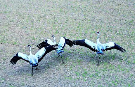 FoRest Longinówka - las, jezioro, parking, Netflix i Prime, TV55" - Foto 39