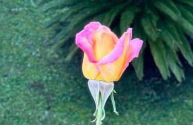 La Limonaia di Vanna - Foto 26