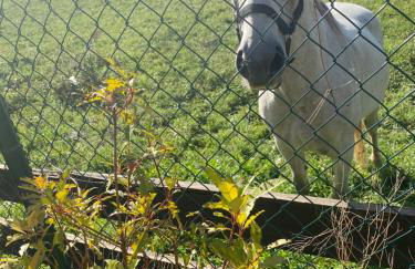 CHECK-IN CASAS Cumbre de Benasque - Photo 24