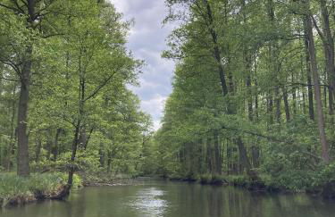 Ferienhaus Im Spreewald - Foto 10