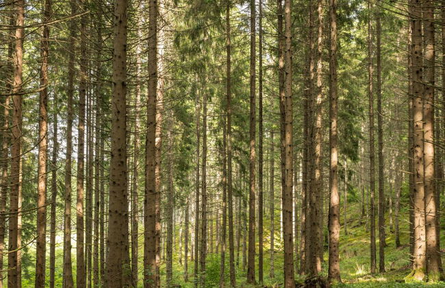 Boda Åsen Jaktstugan - Foto 25