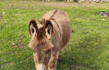 Tapada das Carvalhas - Foto 18