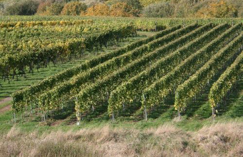Ferienwohnung Weinbergblick - Foto 26