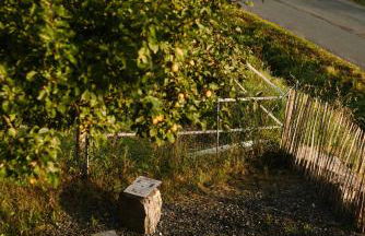 Ferienhaus Fichtenhütte - Foto 63