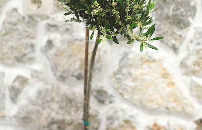 Aesthisis Sensational at Archangelos - Foto 22