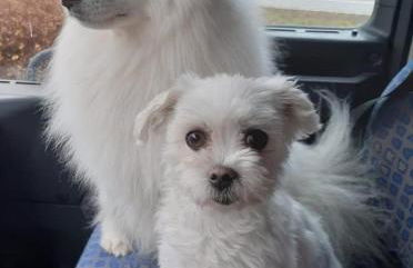 Blockhaus am Baumwipfelpfad - Foto 58