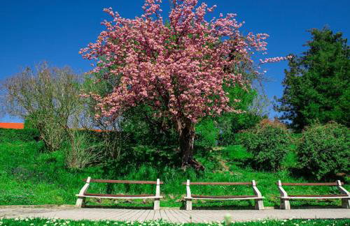 Pro-Apartments Croatia - Foto 59