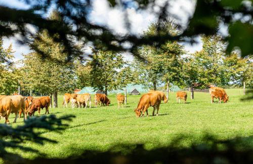 Dylewianka - Foto 55