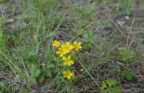 Black Bear Cabin - Fire Pit, Grill, View, Pet Friendly, Fireplace, King Bed, Wifi, Game Room - Foto 47