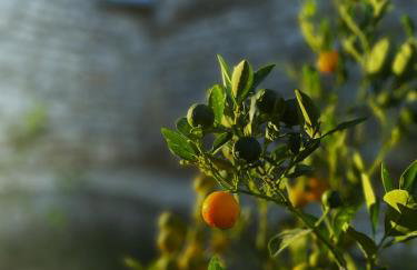 Villa Rovo - Foto 26