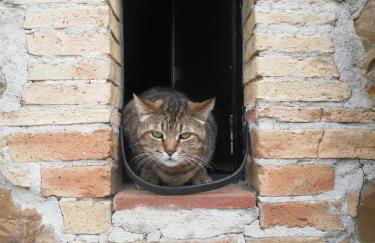 Nocini di Maremma - Photo 16