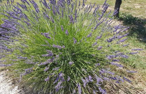 Gite Les Lavandes - Photo 50