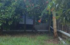 Kitharida garden - Foto 19