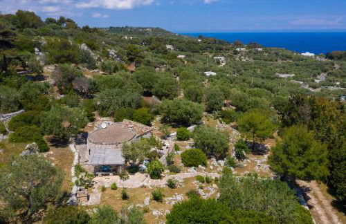 Pajara Rugiada - Foto 43