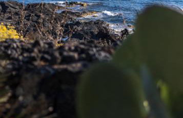 Villa calypso Pantelleria - Foto 19