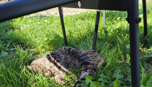 Ferienwohnung in Neuhof-Penkun - Foto 5, Garden view