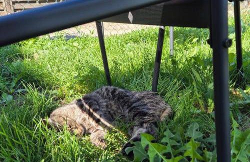 Ferienwohnung in Neuhof-Penkun - Foto 5