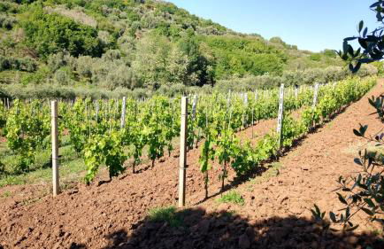 Agriturismo Cally Cally - Foto 72