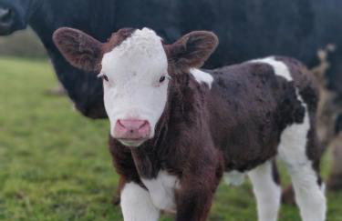 Elberry Farm - unique seaside farmhouse - Foto 20