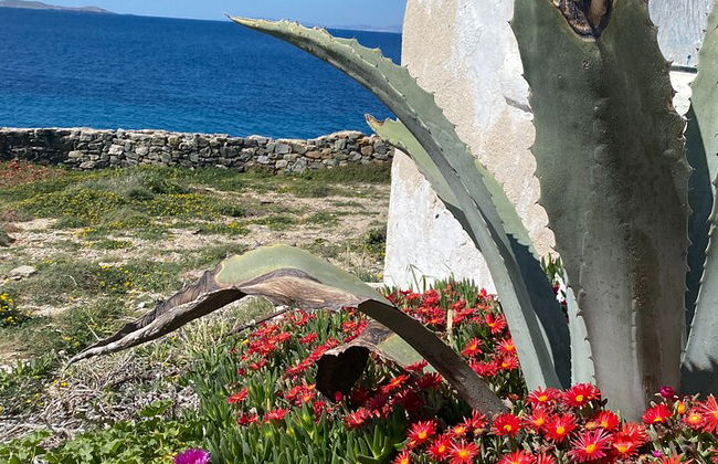 Privado Mykonos en 60 minutos corto de tiempo Big On Beauty - Foto 7