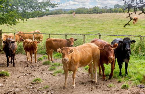 3 Black Horse Cottages - Foto 26