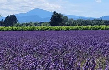 L'Etang Des Cigales - Foto 47
