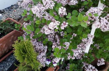 Kandelblick - Foto 22