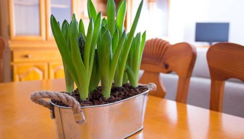 APARTAMENTO LOS NARCISOS - Foto 3