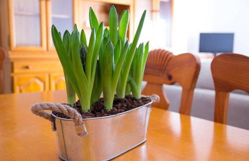 APARTAMENTO LOS NARCISOS - Foto 3