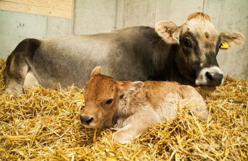 Preindlerhof Haylofts - Photo 56