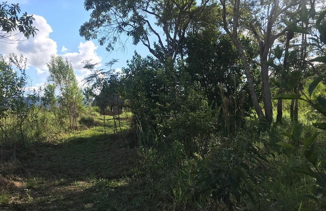 Ayahuaska - Photo 43