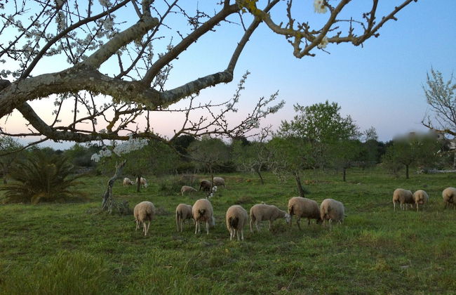 Hotel Rural Es Turó - Foto 65