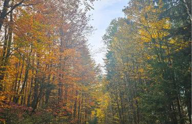 Klein Waldseele - Foto 28