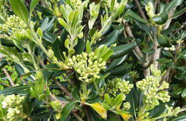 O Pomar do Gasparinho - Foto 8