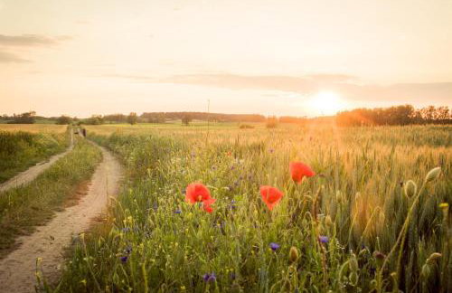 Gutshaus Krummin Usedom - Photo 68