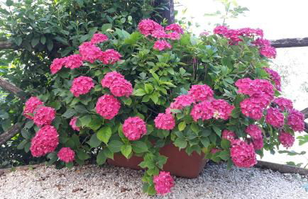 Tenuta Colverano - Foto 60