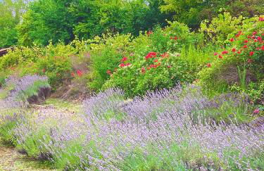 The Lion House - Foto 10