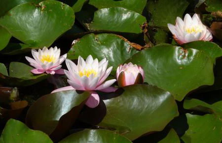 Seerosenhof - Foto 3