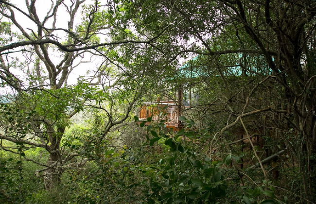 Teniqua Treetops - Foto 6