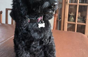 Rose View - Modern detached bungalow - Photo 49