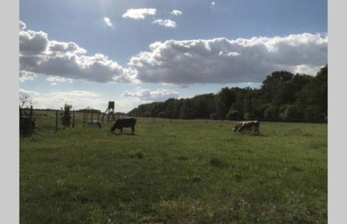 Ferienhaus mit Terrasse und Garten in Wandlitz - Photo 27