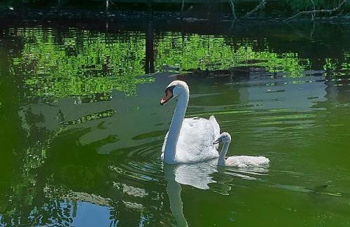 Appartement vue Lot dans Bastide - Foto 20