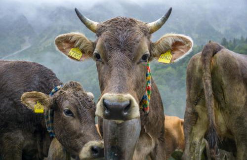 Geigers Ferienhaus - Photo 25