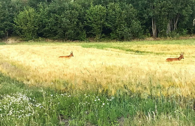 4 Person Holiday Home in Hedekas-by Traum - Foto 10