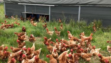 Tiny home on an organic croft, Isle of Arran - Foto 3