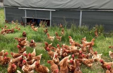 Tiny home on an organic croft, Isle of Arran - Photo 3